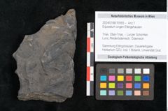 Foto (Objekt + Etikett) von Equisetum ungeri Ettingshausen (NHMW-GEO-2024-0188-10565)